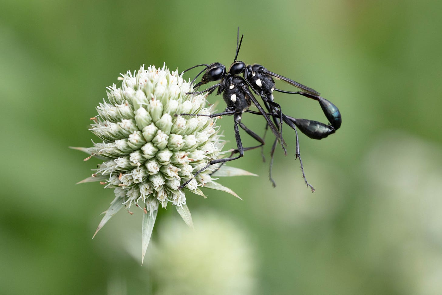 A pair of mating wasps on a flower. The wasps are long and skinny and mostly black, with a few white spots, and the flower head is a globe of white spiky flowers, with spiky white bracts (specialized leaves) at the base of the flower head. A pair of mating wasps on a flower. The wasps are long and skinny and mostly black, with a few white spots, and the flower head is a globe of white spiky flowers, with spiky white bracts (specialized leaves) at the base of the flower head.