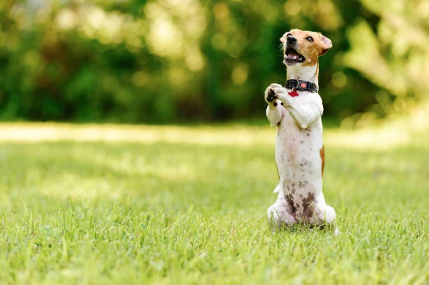 8,800+ Dog Begging Stock Photos, Pictures & Royalty-Free ...