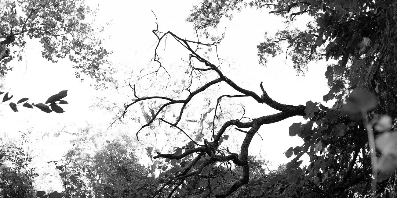 Riparian Secrets