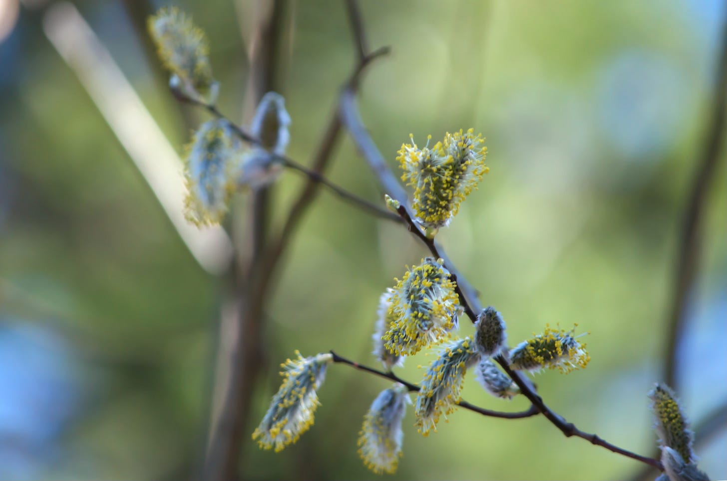 A close-up of a Pussy Willow branch in bloom, rabbits-foot buds opening into white puffs with yellow tips, with the dappled blues and greens of a spring forest in the background.