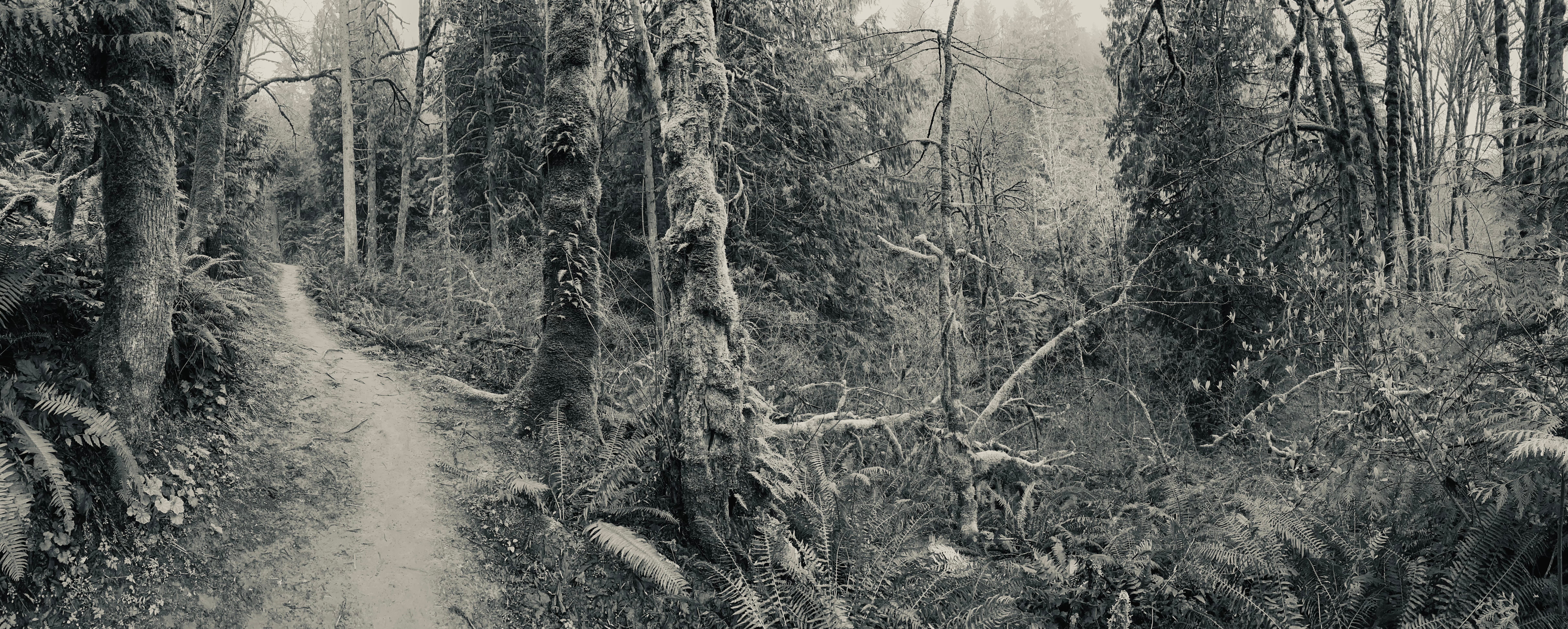 Wildwood Trail, Part 9