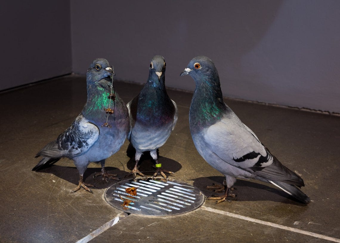 Three pigeons huddling together in dim lighting over a drain hole