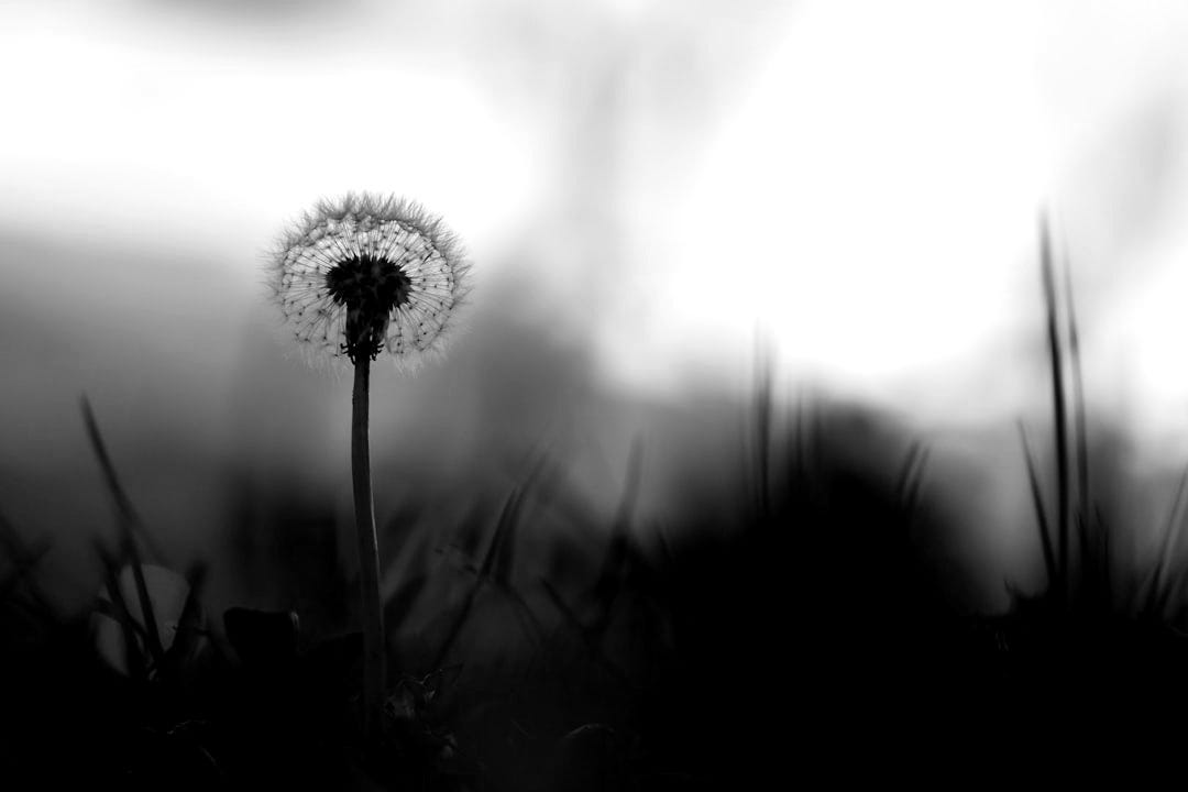 white dandelion in close up photography