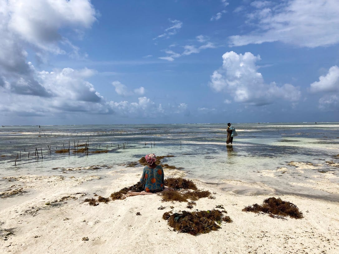 Afrikanische Frauen sammeln bei Ebbe Muscheln am Strand
