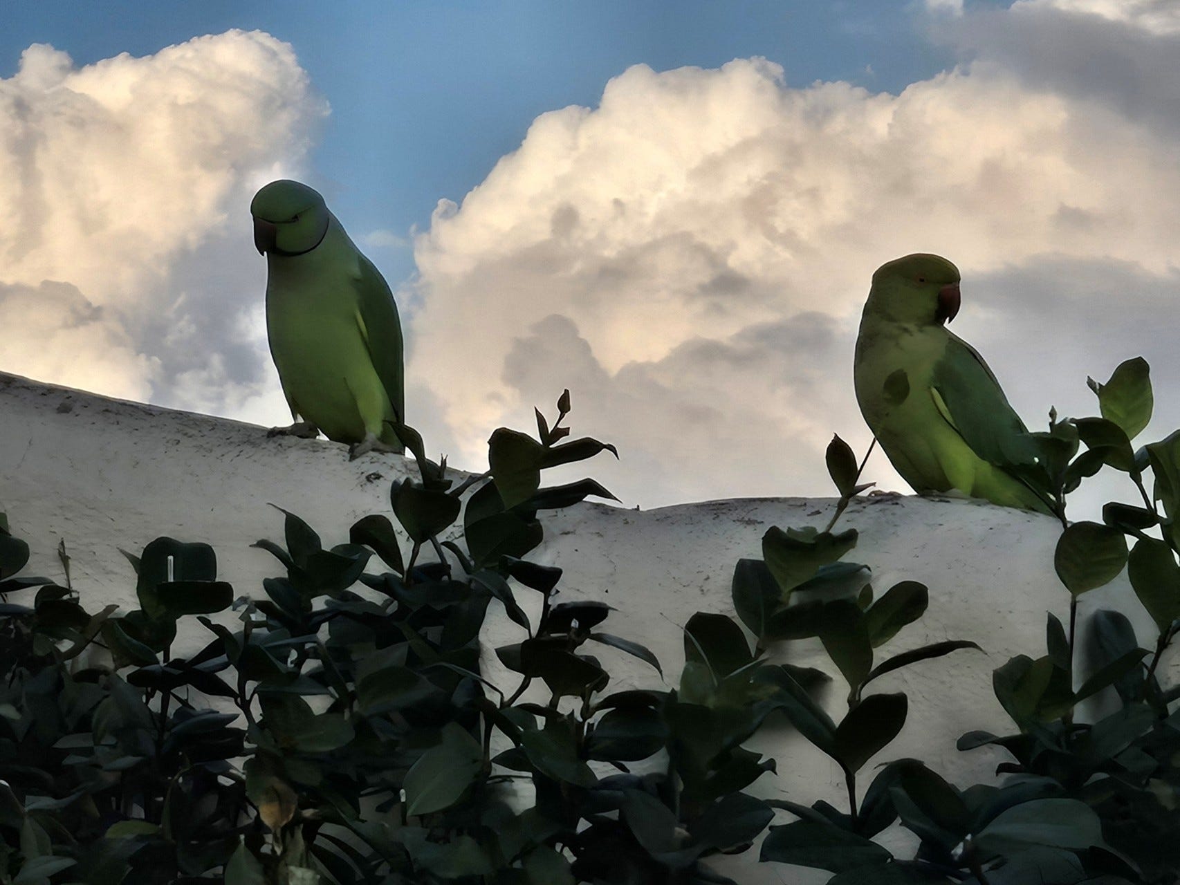 Wild Parrots Rome Trip Post #12 - Rome - by Paul and Michele Marriott
