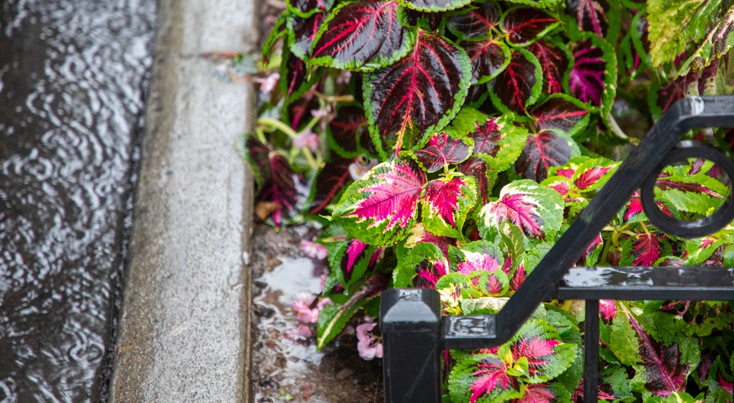 A close up of a rain garden with colorful flowers during a rain shower in NYC