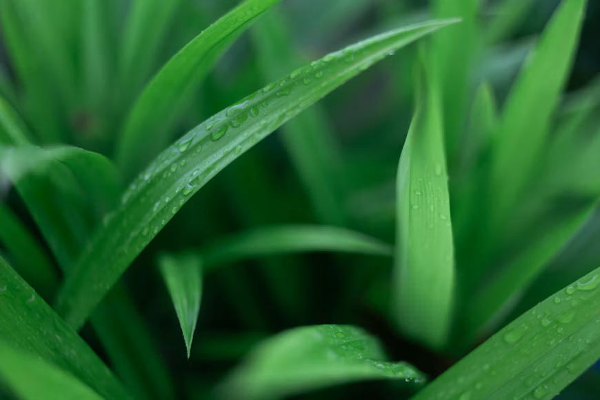 Image of fresh pandan leaf. Image of fresh pandan leaf.