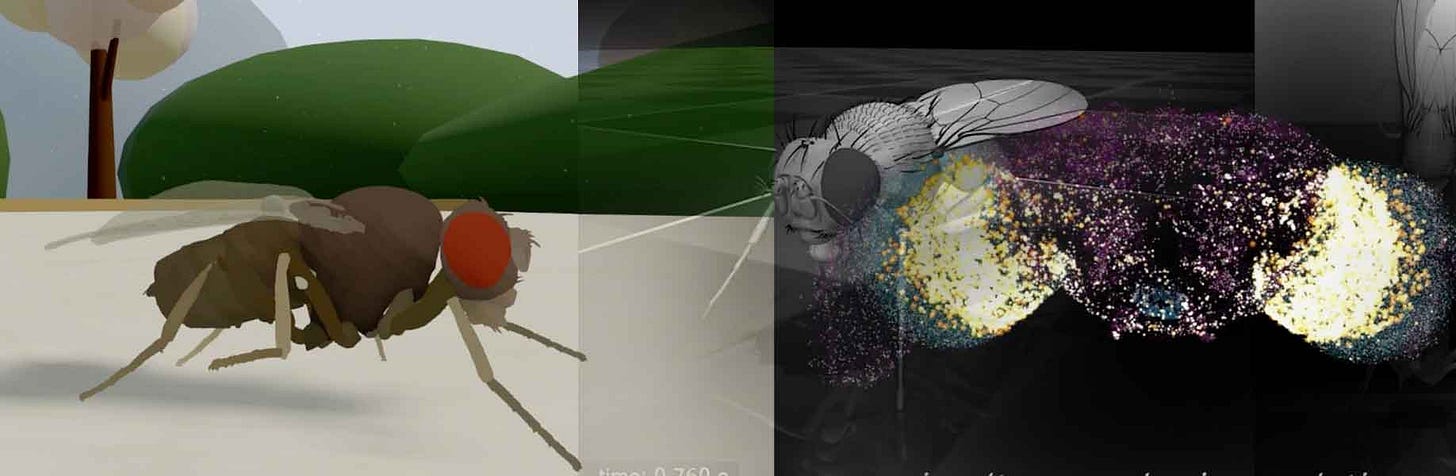 Whole-brain emulation drives simulated fly behaviors Whole-brain emulation drives simulated fly behaviors