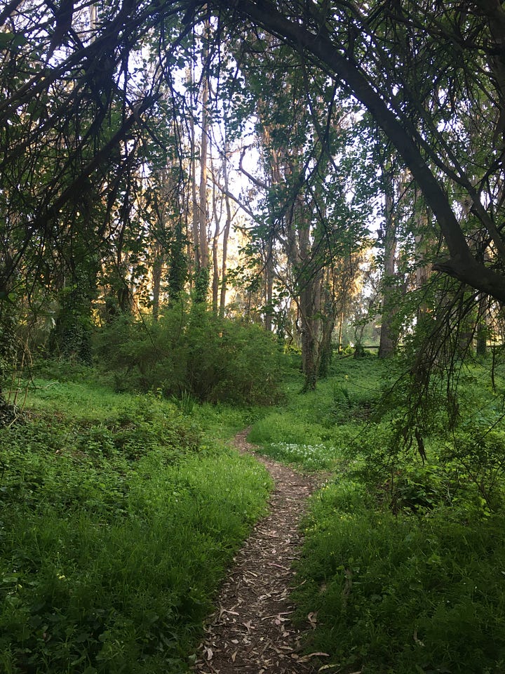 Golden Gate Park