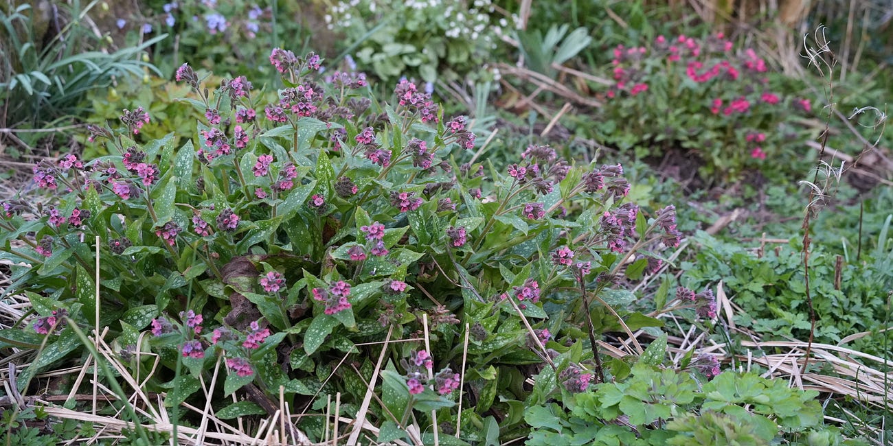 15 plants to herald spring's arrival