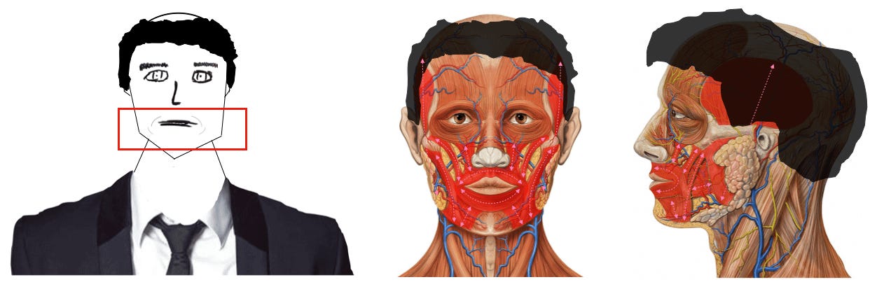 r/Hairloss - Theory on the cause of male pattern hair loss: Increased muscle tone of the facial and masticatory muscles as a result of psychophysiological conditioning (stimulus-response pattern) caused by interpersonal interaction?