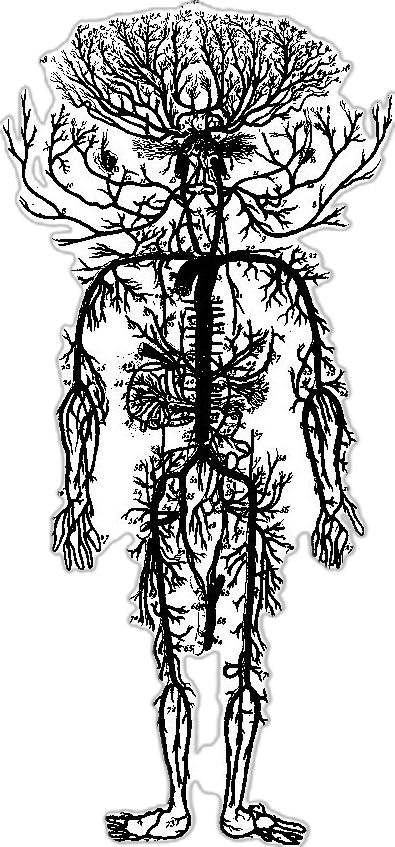 This may contain: a drawing of the human body surrounded by trees