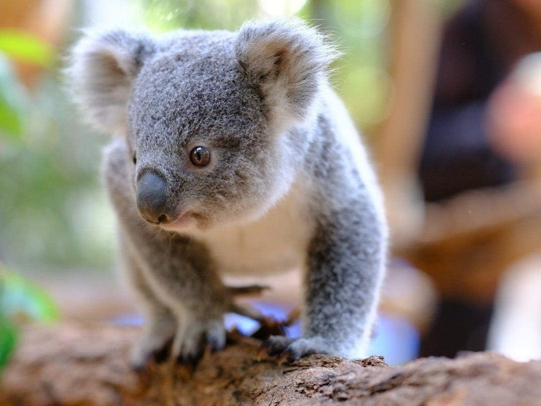 A small koala sitting on top of a tree branch A small koala sitting on top of a tree branch