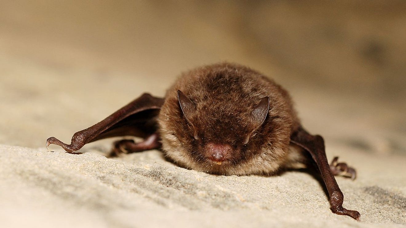 Bats are now the most reported animals with rabies in the Unites States. Bats are now the most reported animals with rabies in the Unites States.