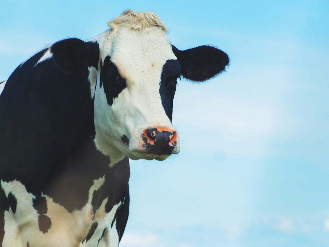 De l’abattoir à la liberté : Minerva, la vache qui défie son destin De l’abattoir à la liberté : Minerva, la vache qui défie son destin