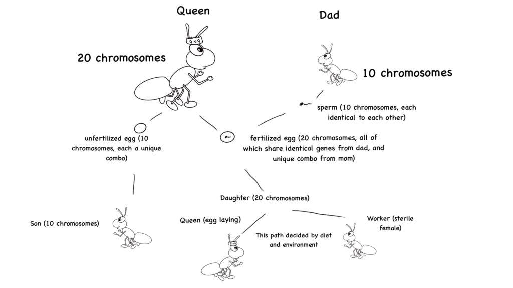 Drawing of ant reproduction