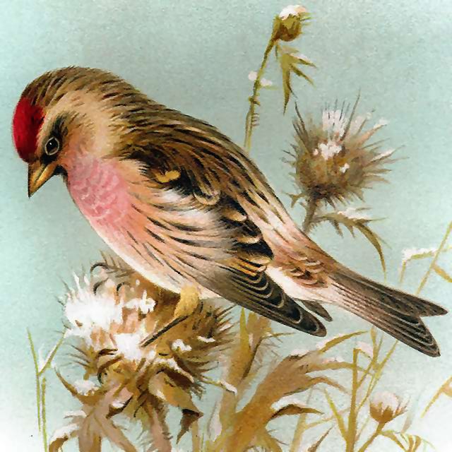 Birdwings and Brushstrokes logo
