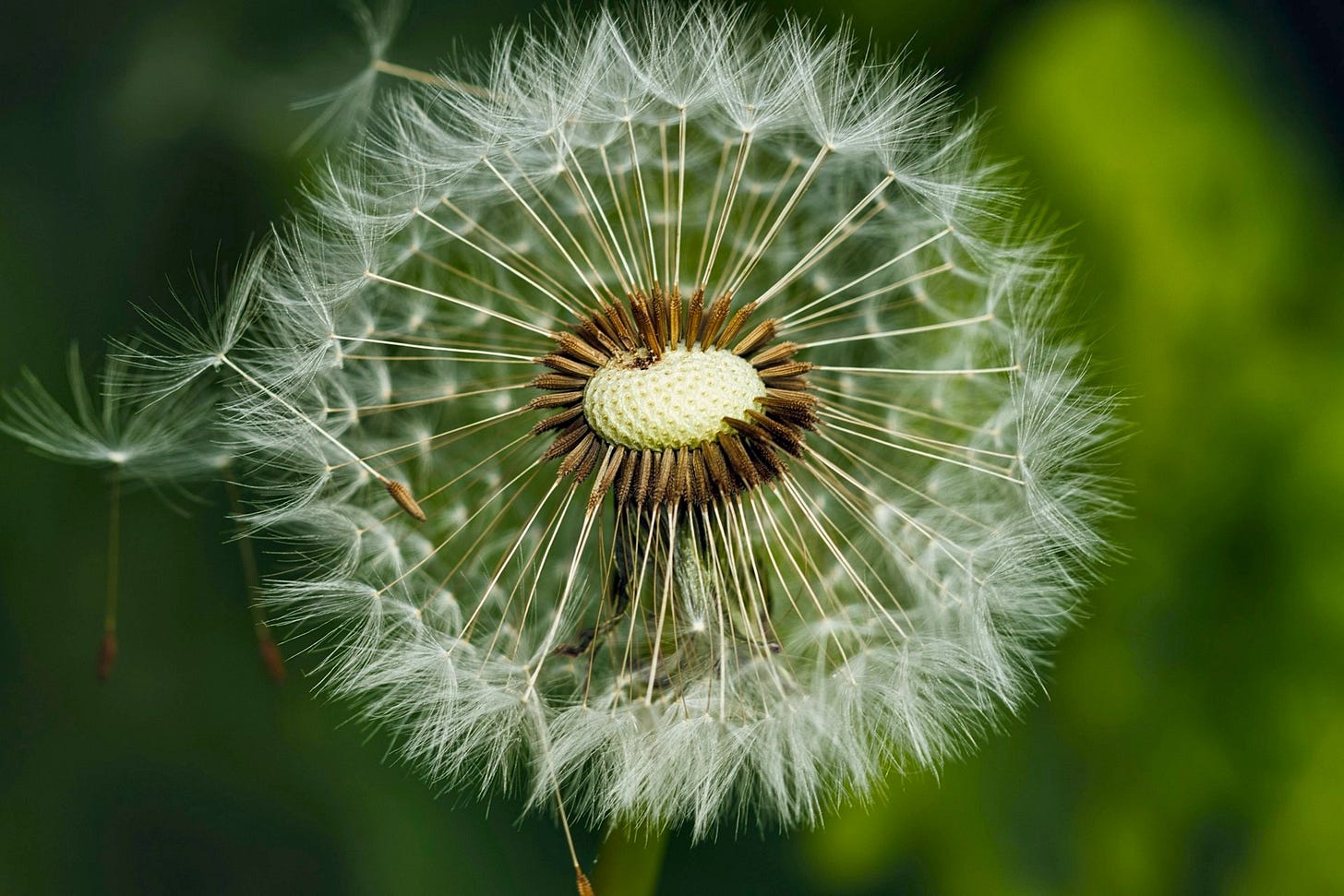 a close up of a dry dandilion flower, with some of the seeds blown away and others forming a circle, against a soft green background