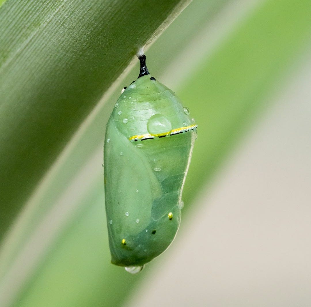 a green leaf with a drop of water on it a green leaf with a drop of water on it