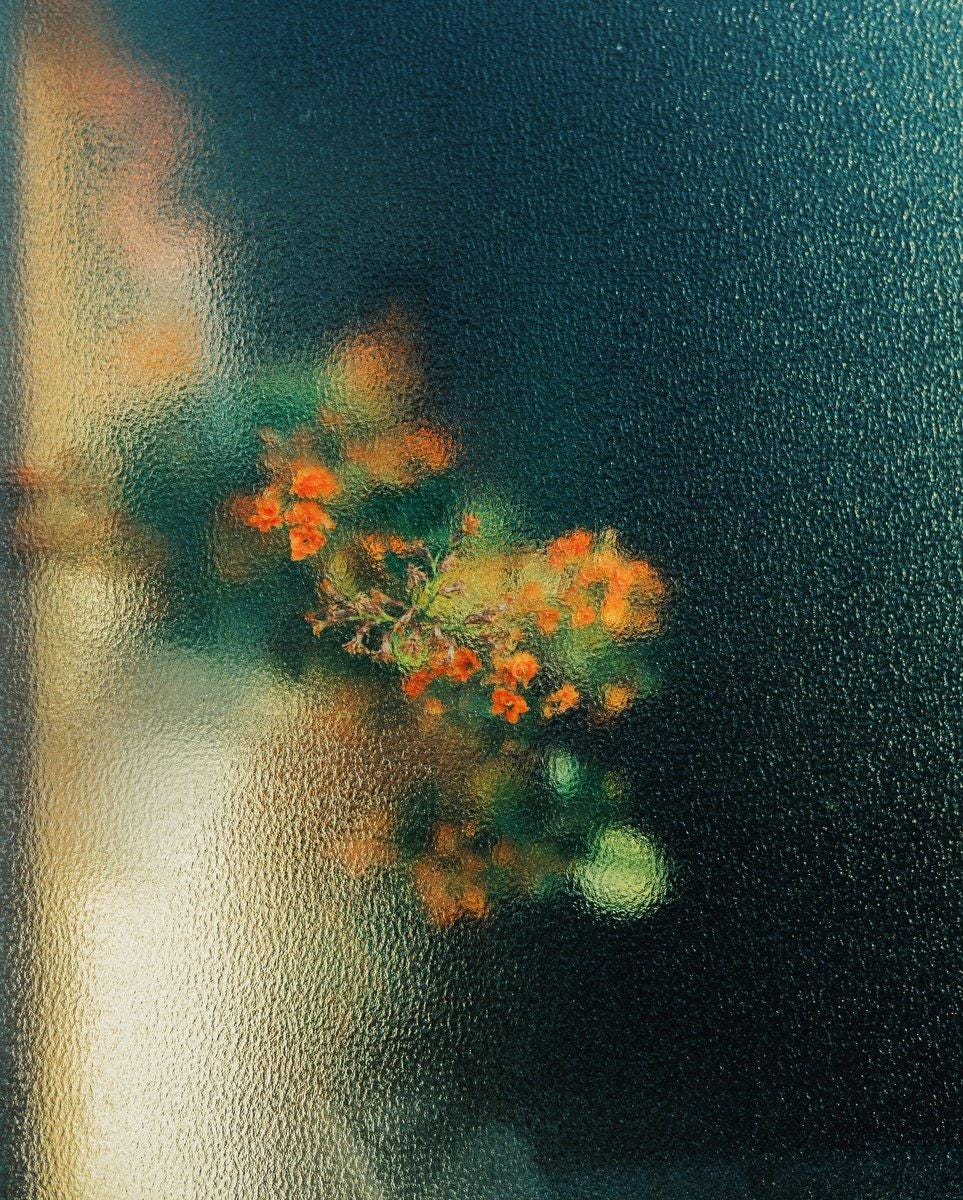 An image uploaded by vladmr on Nov 11, 2024. May present: lantana camara, fujifilm x-pro3. An image uploaded by vladmr on Nov 11, 2024. May present: lantana camara, fujifilm x-pro3.