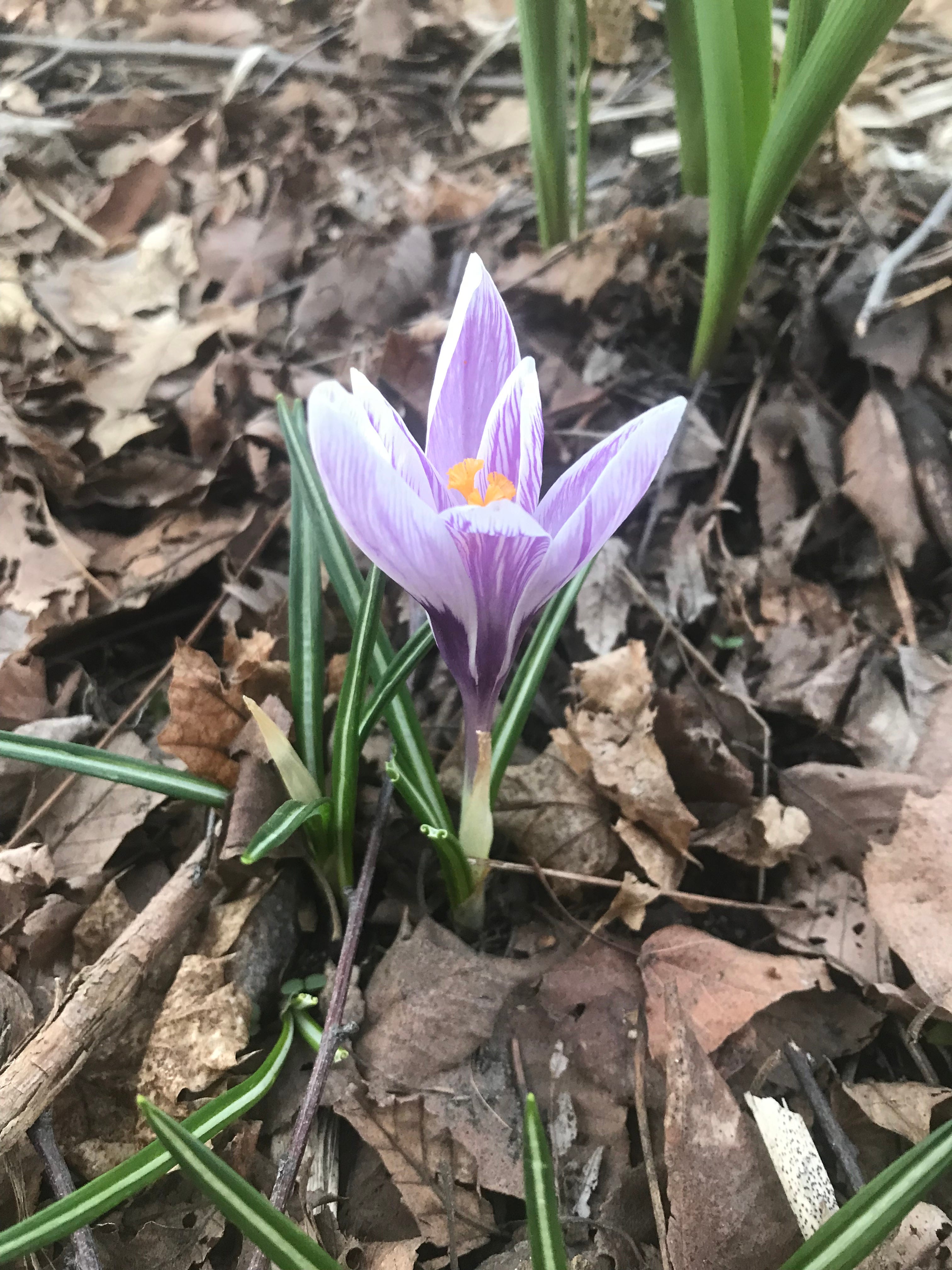 Minor Spring Bulbs Minor Bulbs, Major Impact - by Mary Schier