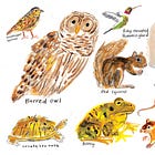 A month of drawing Backyard Animals 🐿️