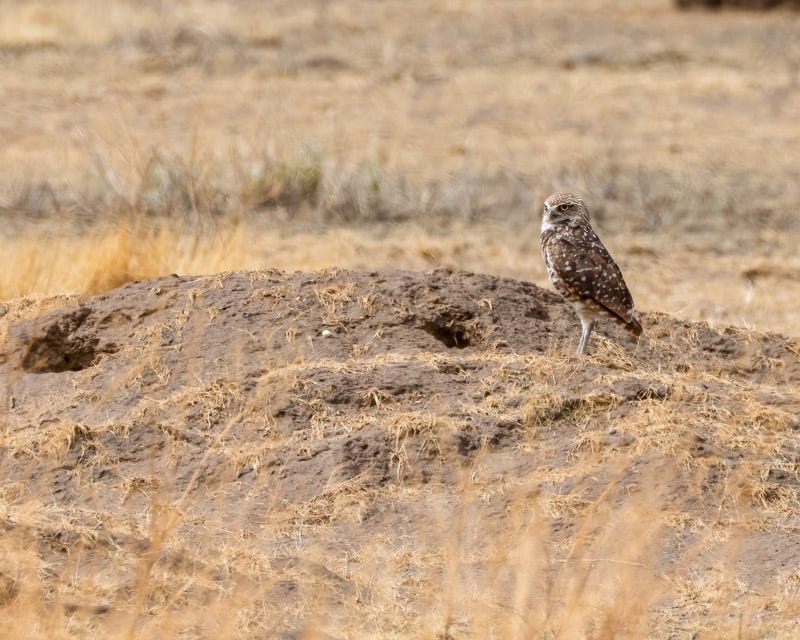 20260716-BurrowingOwl-355-Edit.jpg