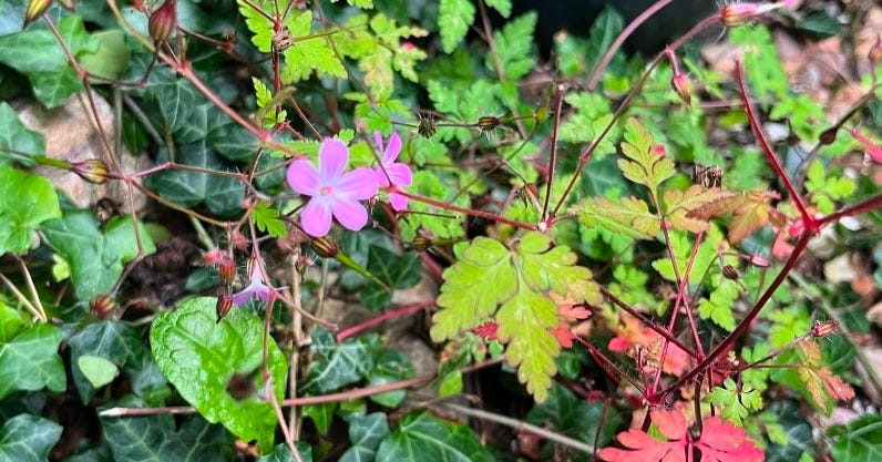 Herb Robert Growing Wild
