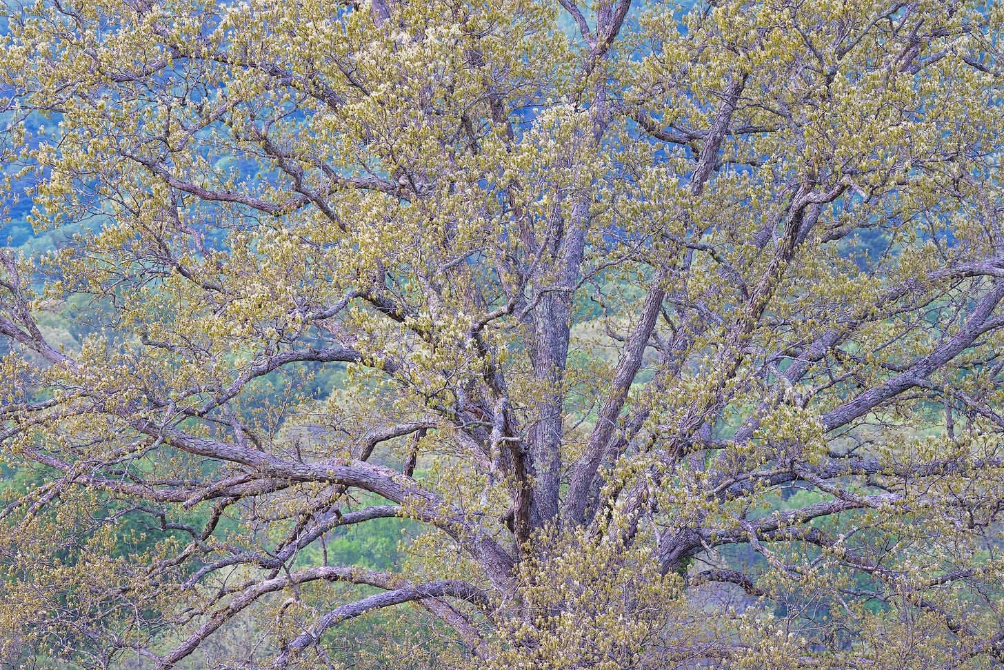 Fresh spring leaves on a grand oak in Great Smoky Mountains National Park.