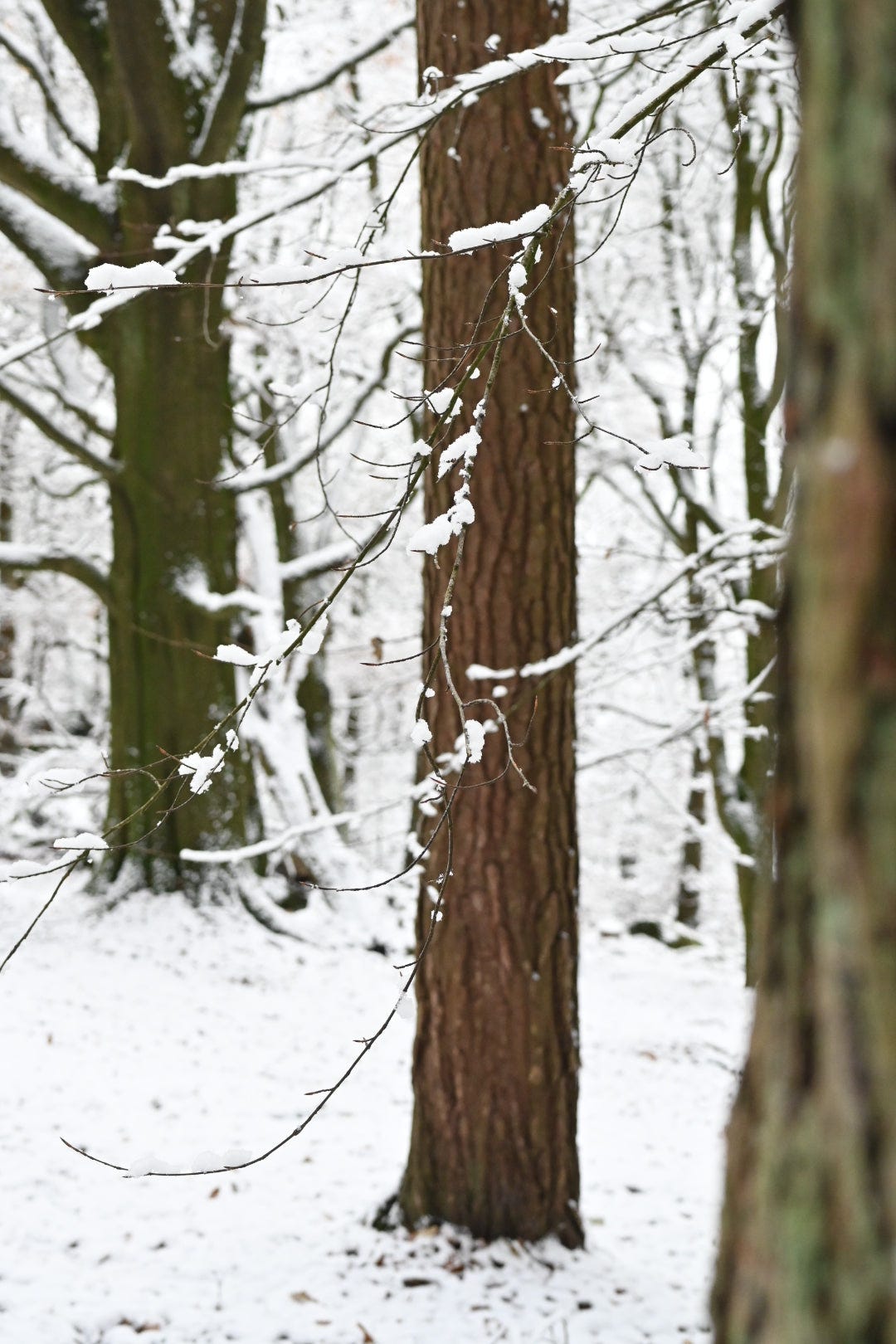 scotts pine trunk in the snow