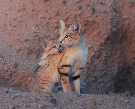 Desert cat and her kittens emerging from their den