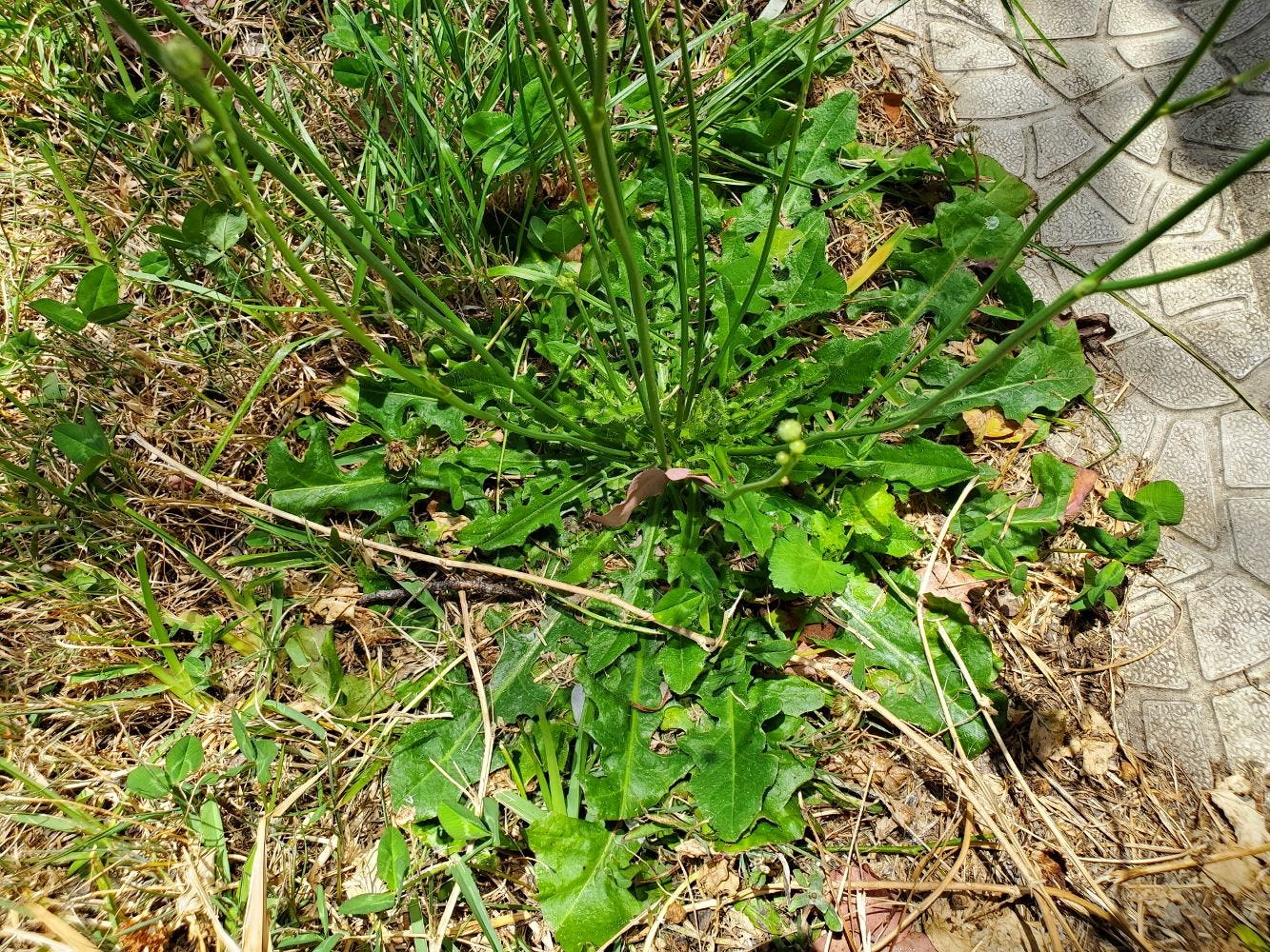 Hypochaeris radicata [basal rosette] 20221125_121830 sml.jpg