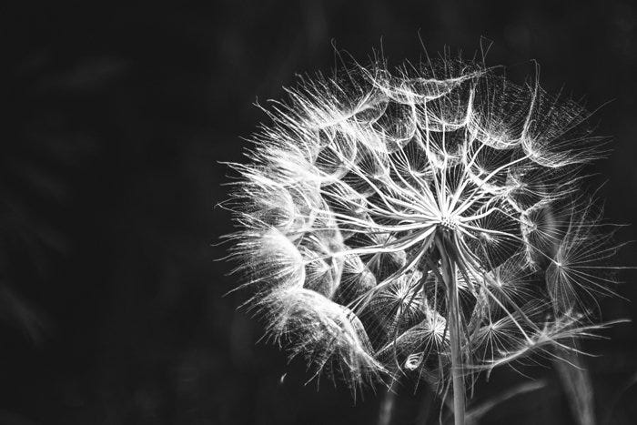 What is Contrast in Photography? (And How to Really Use It)