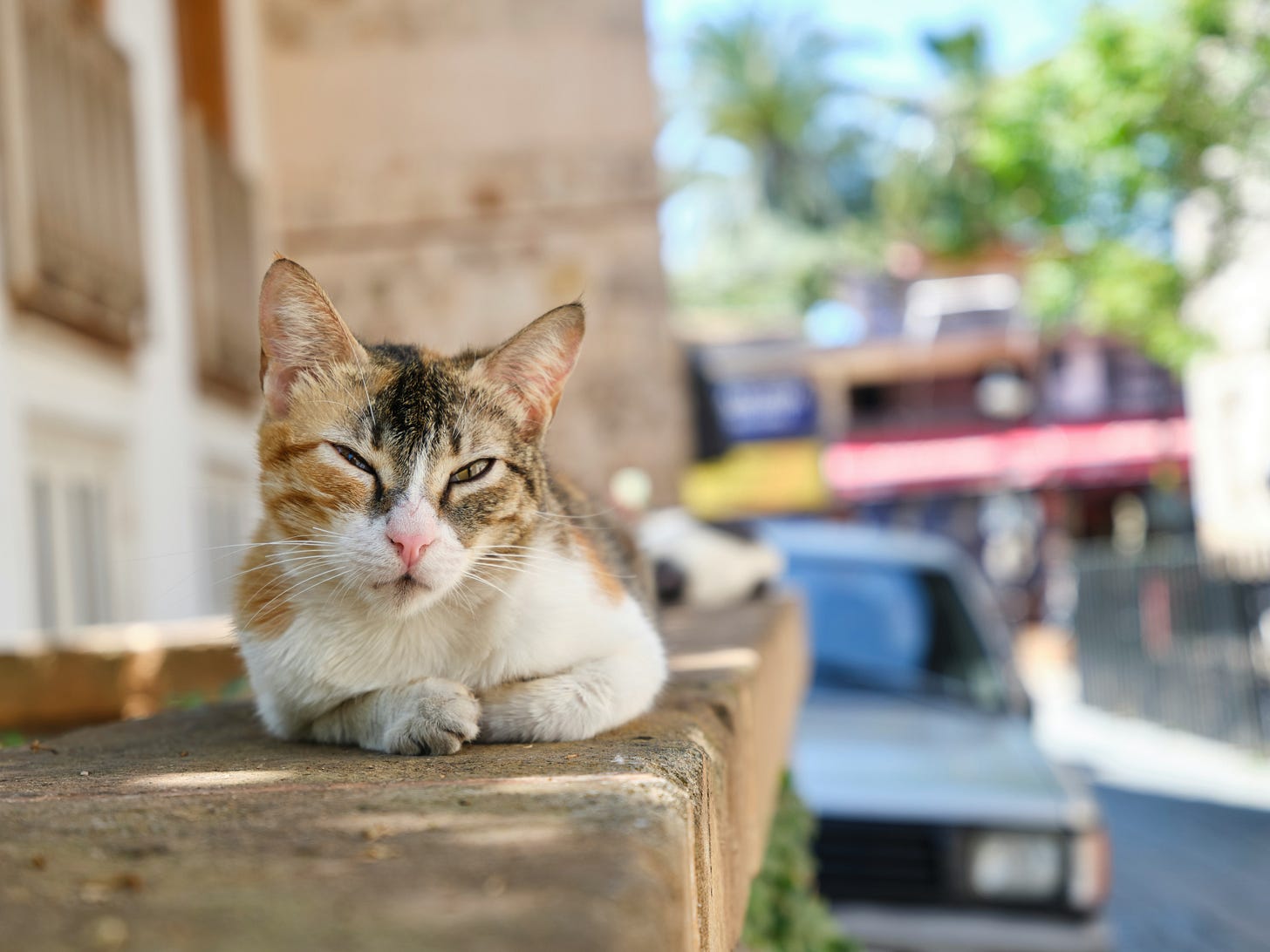 a calico cat comfortably lying on a stone garden wall next to a street