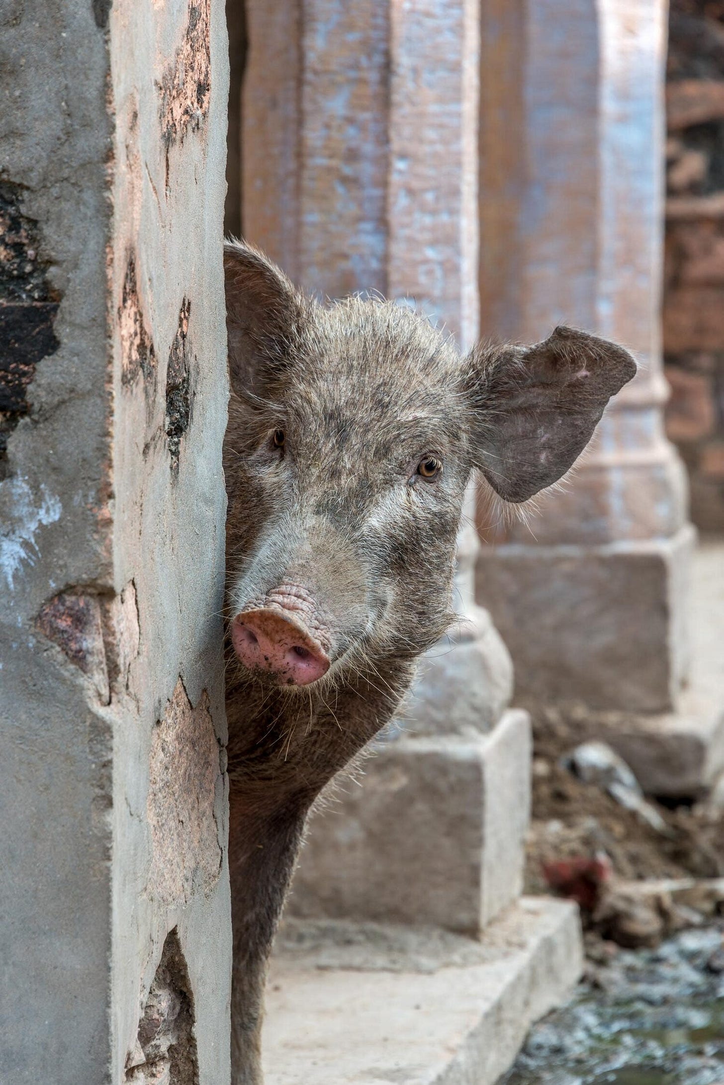 Pig-aboo
