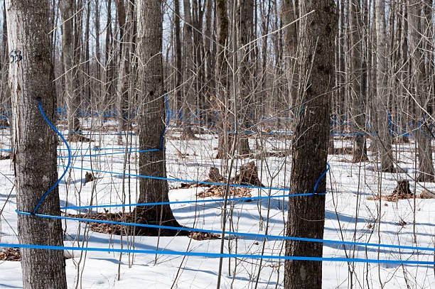 20+ Maple Tree Tubing Syrup Blue Stock Photos, Pictures & Royalty-Free  Images - iStock