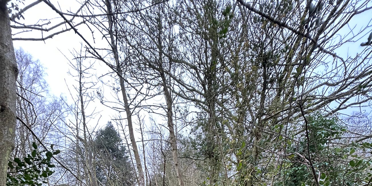 The Missing Fairies of Norfolk Part Two