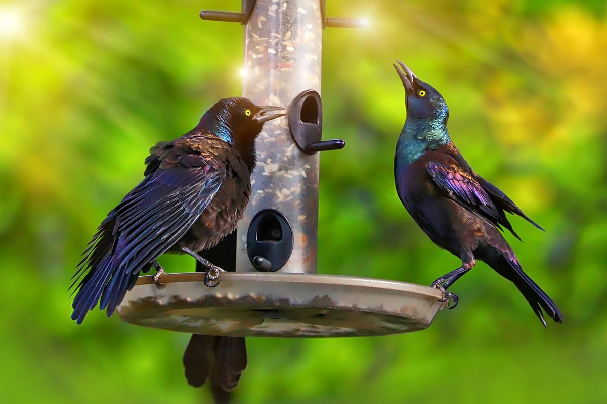Blackbirds At Your Bird Feeder? How To Keep Them Away