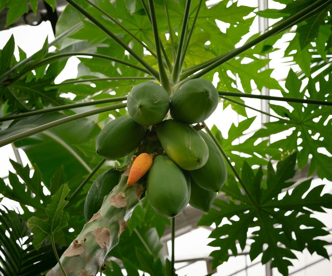 What are platelets, their role in blood clotting, and how does papaya leaf extract impove platelet counts.