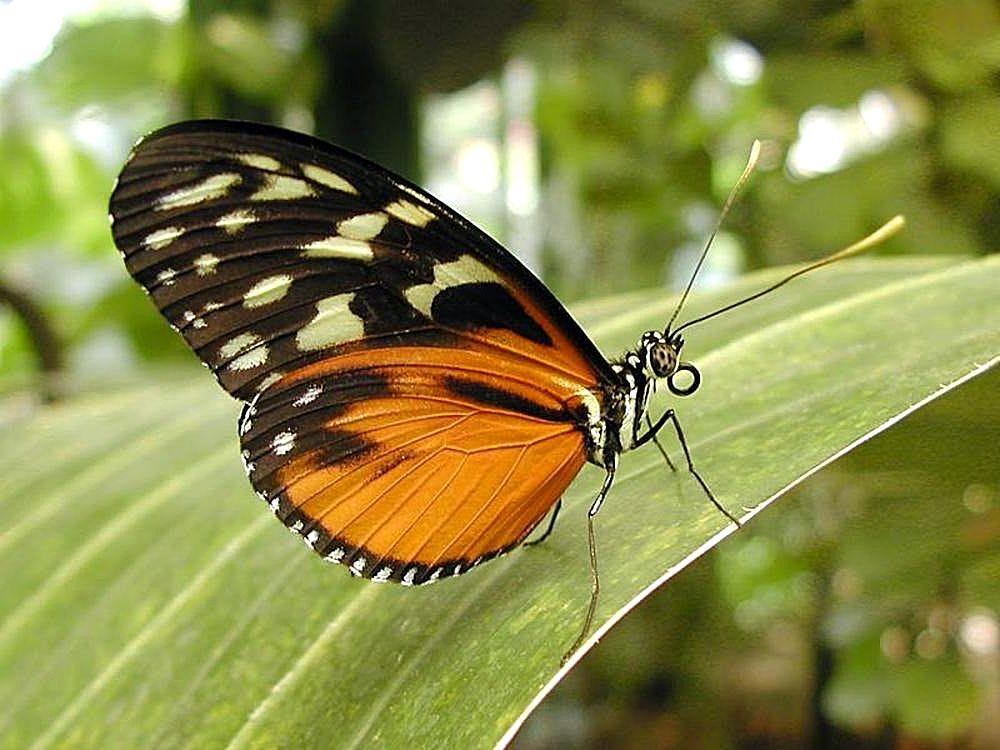 https://upload.wikimedia.org/wikipedia/commons/c/cf/Butterfly_butterflies.jpg