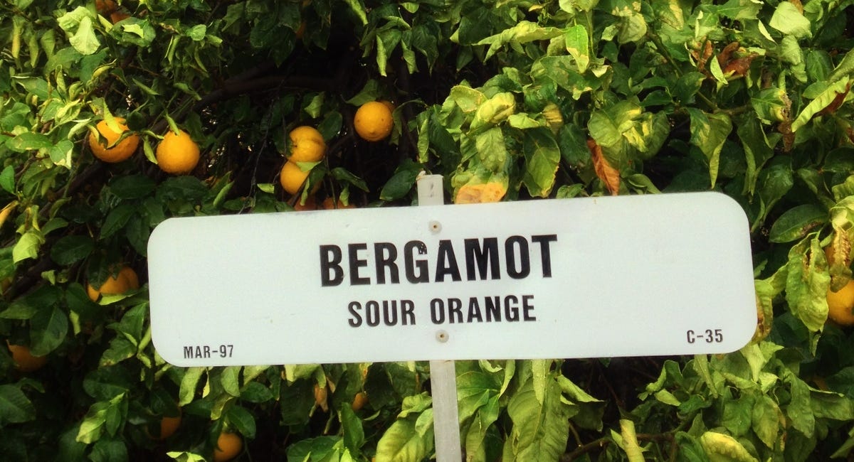 Bergamot for anxiety, poor sleep & PTSD; and other Essential Oils for PTSD & even better when used at Acupressure points 
