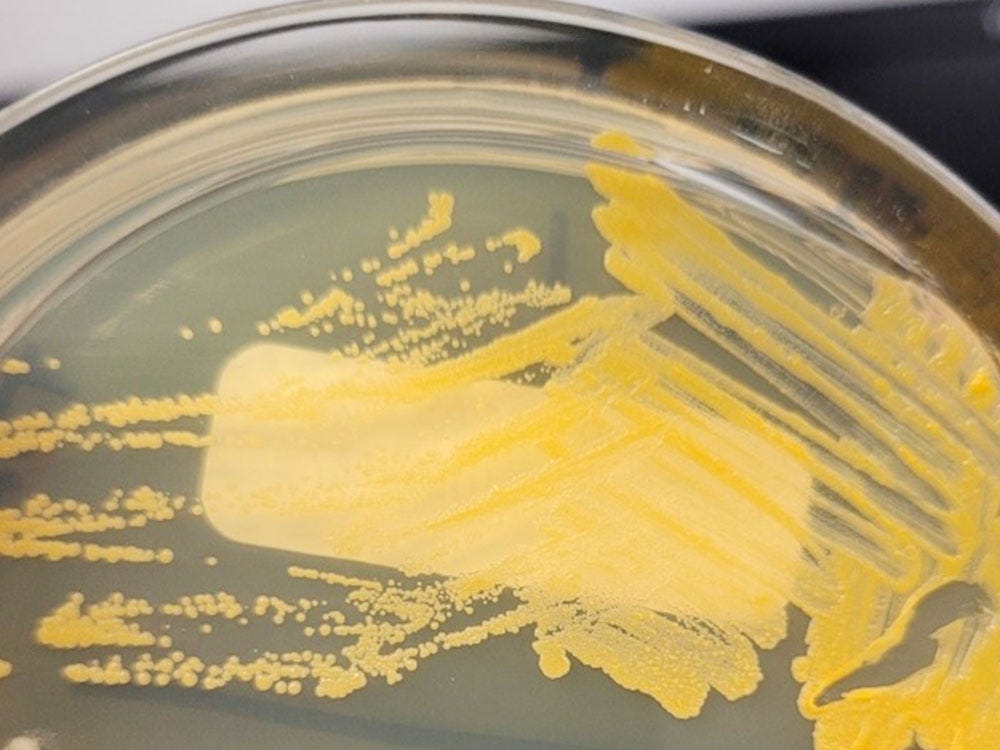 Colony Morphology of Bacteria - Biolog