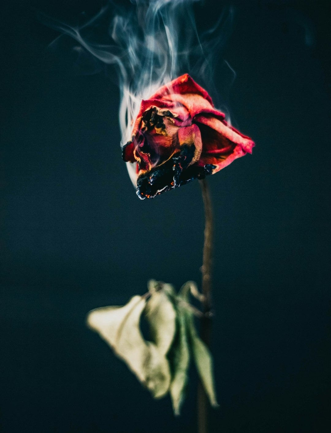 red rose flower burning