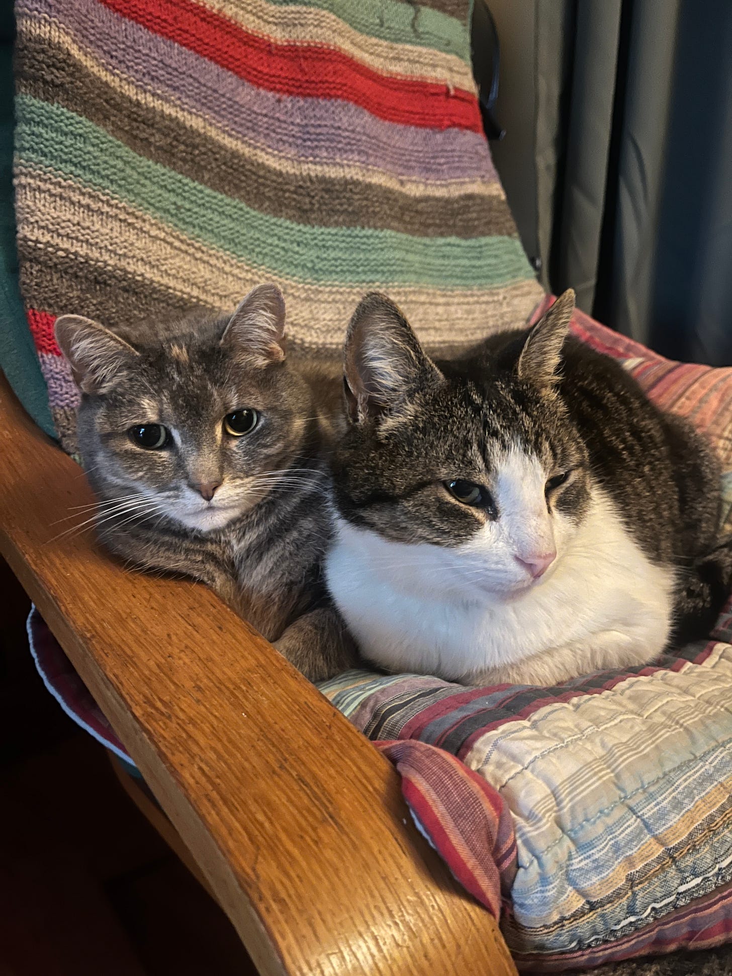 two cats cuddled on a seat in our living room. one looks relaxed. the other, less so, with eyes that ask: help me two cats cuddled on a seat in our living room. one looks relaxed. the other, less so, with eyes that ask: help me