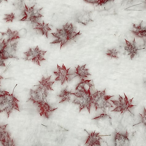 scenes of snow and trees