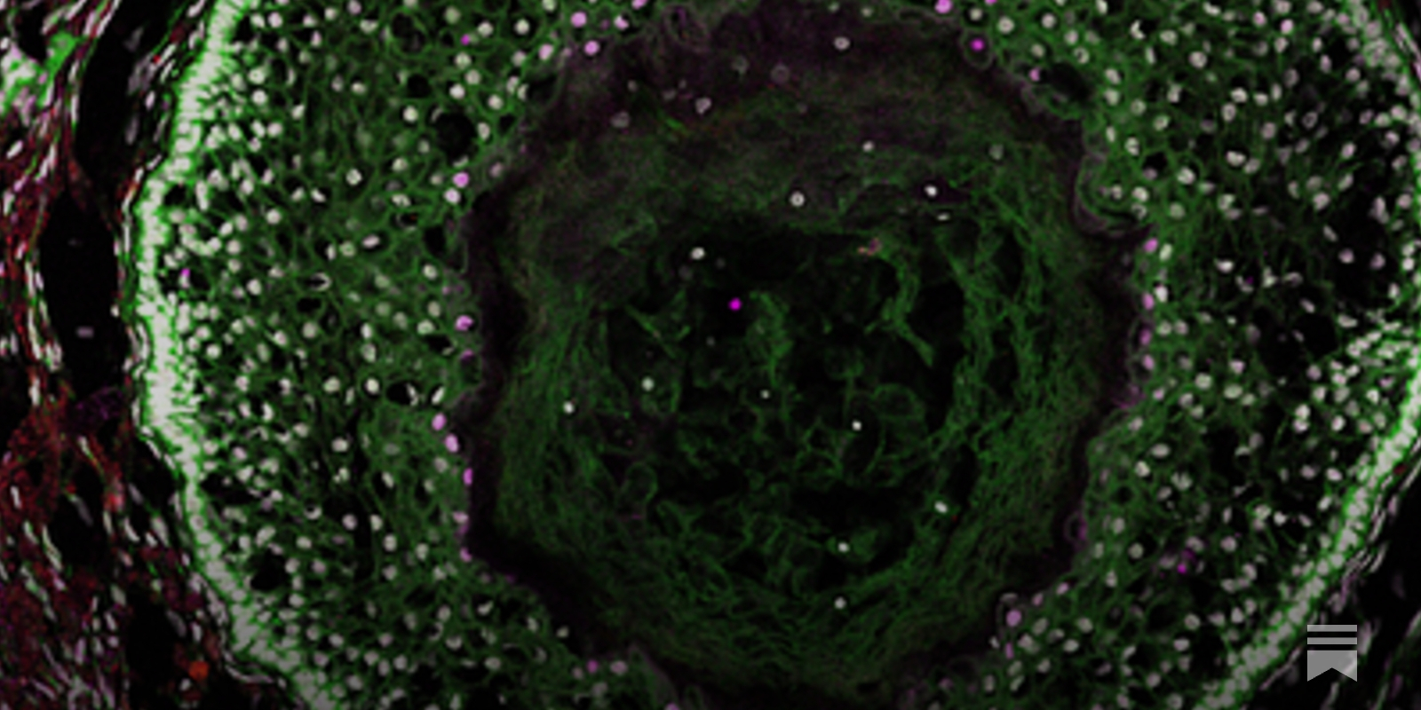 Gameto secures crucial Harvard research as it bids to build human ovary in a dish