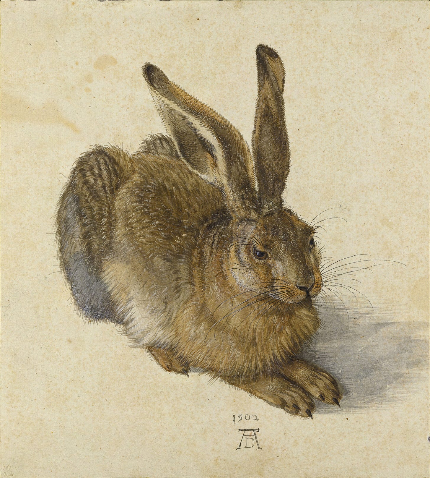 Durer Young Hare watercolor Durer Young Hare watercolor