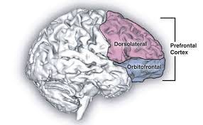 Prefrontal Cortex ...