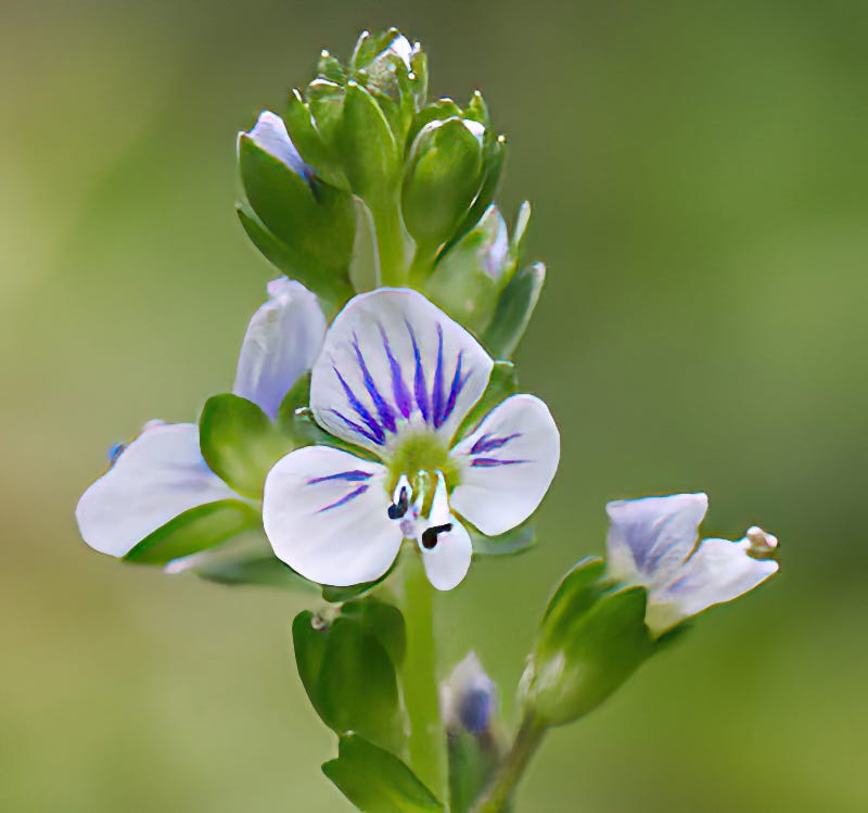 Thyme-leaved Speedwell Thyme-leaved Speedwell