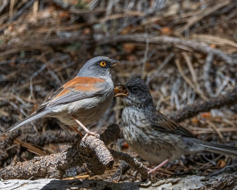 20260521-MountLemmon-201-Edit.jpg